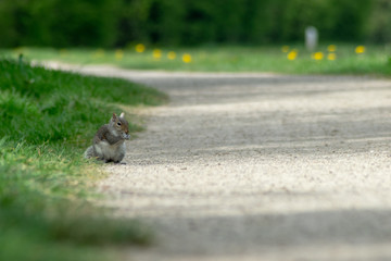 squirrel in the park