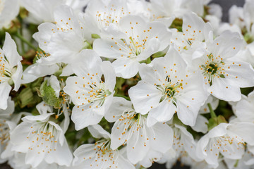 Beautiful white flowers, closeup