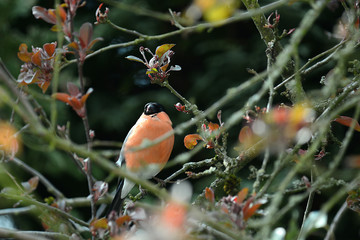 roter Dompfaff