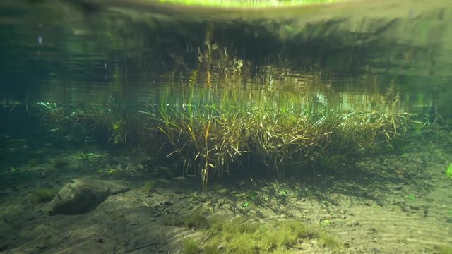 Grass over and under water in a river with freshwater fish, chub Squalius cephalus, La Muga, Girona, Alt Emporda, Catalonia, Spain
