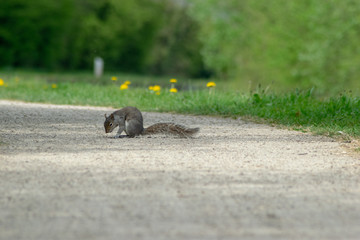 squirrel in the park