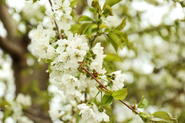 Beautiful blossoming tree branch outdoors