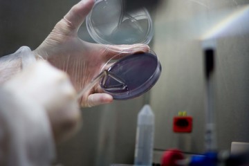 scientist working in laboratory