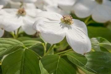 Fototapeta na wymiar Nature Spring Background - White Dogwood blossom closeup - selective focus - beautiful and delicate