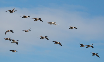 Geese in flight