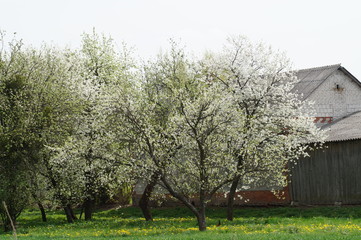 Wiosna i kwitnące drzewa owocowe © klumb