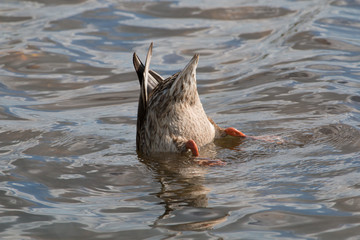 A duck feeding under water - bottoms up!