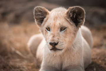 africa,african,animal,animals,baby,background,big,blurred background,brown,carnivore,cat,cub,cute,down,face,facing camera,feline,grass,head,leo,leo panthera,lion,lion cub,lions,lying,lying down,mammal