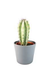 Cactus isolated. Closeup Cacti front view in  ceramic pot on white background. Collection. 