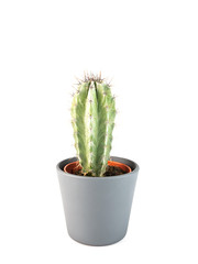 Cactus isolated. Closeup Cacti front view in  ceramic pot on white background. Collection. 