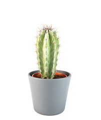 Cactus isolated. Closeup Cacti front view in  ceramic pot on white background. Collection. 