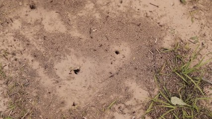 Slow motion, bird's eye view footage of fire ants going into sandy holes in red dirt.