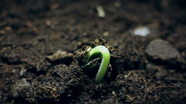 Small green plant growing from the ground, springtime summer germination time lapse, evolution concept