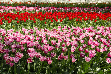 Flower park Keukenhof in Holland