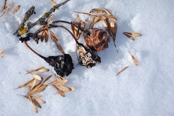 Rotten dry red, black and white last year pears  on twig with yellow moss on white snow background with acer seeds