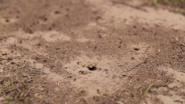 Slow motion, close up footage of fire ants going into sandy holes in the ground