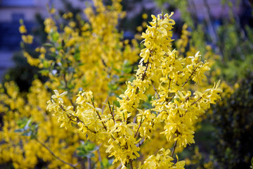 yellow forsythia bush