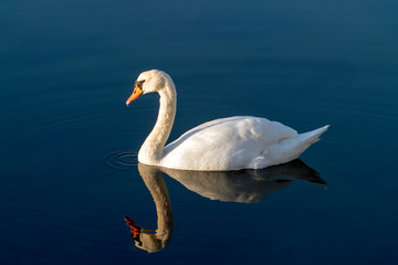 Mute swan