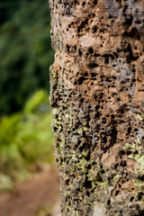 bark of a tree