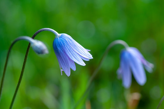 Tris di anemoni dopo la pioggia