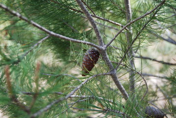 Pine Tree and Pine Cones