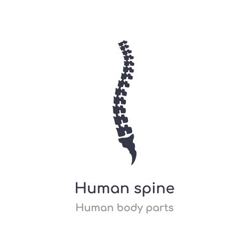 human spine outline icon. isolated line vector illustration from human body parts collection. editable thin stroke human spine icon on white background