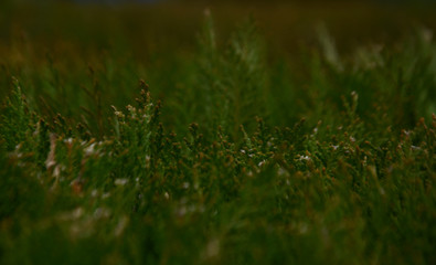 grass close up