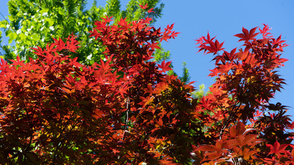 red maple tree in autumn