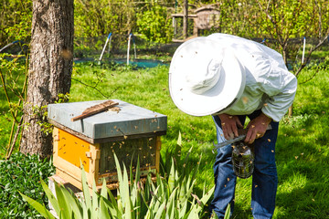 The beekeeper looking at the bee to the hive. Care of bees in the apiary.