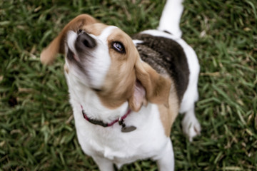 beagle in garden