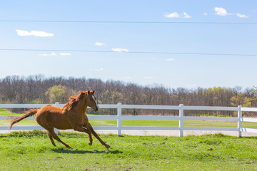 A chestnut horse galloping along a white fence on a spring day.