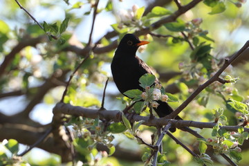 Amsel