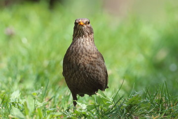 Amsel