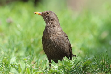 Amsel