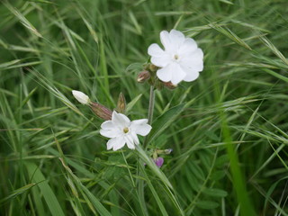 weiße Blume