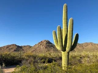 Tuinposter Een grote saguaro-cactus domineert dit dorre Sonora-woestijnlandschap ©  Tom Fenske