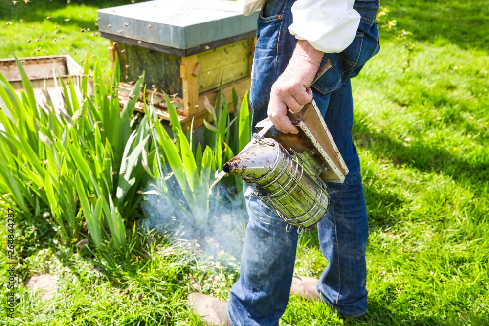 Wall mural Hand of beekeeper in protective clothing switching on the old smoker with brush on grass garden.