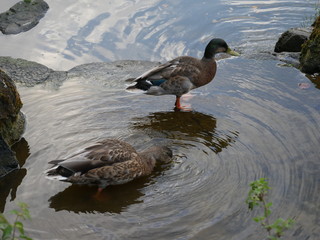 Ente