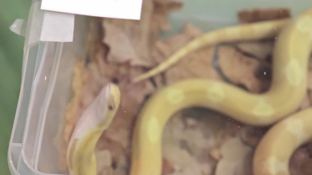 Butter mothley Corn Snake or Red Rat Snake, Pantherophis guttatus trying to find the way out of a terrarium