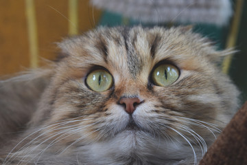 Beautiful fluffy cat with big eyes basking in the sun and looking at the owner
