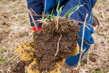 A large clump of soil with rye and an earthworm held by a person.
