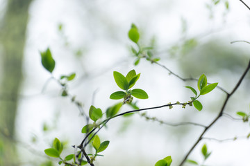 Small green spicebush leaves in the Spring