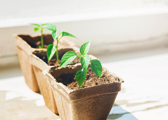 Pepper sprouts in pots on the windowsill, selective focus.