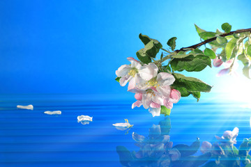 Kwiaty kwitnącej jabłoni odbite w błękitnej wodzie, w promieniach słońca.