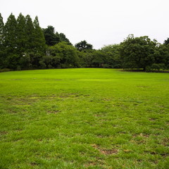 green lawn in park