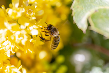 eine Honigbiene sammelt an einer Blume (Mahonie) Honig