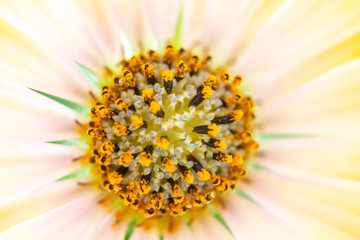 Nahaufnahme einer Blume (Kapk&ouml;rbchen) und Bl&uuml;tenstaub