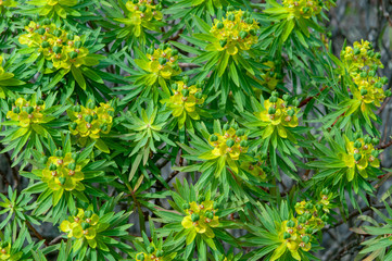 Euphorbia dendroides con diverse infiorescenze