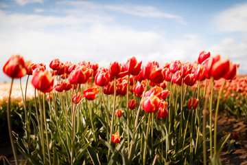 Fototapeta premium Tulpenfeld