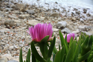 Blooming flowers on the Adriatic Sea coast.